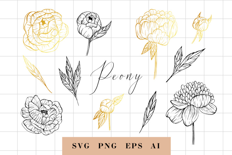 hand-drawn-peony-flowers-illustrations