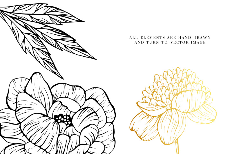 hand-drawn-peony-flowers-illustrations