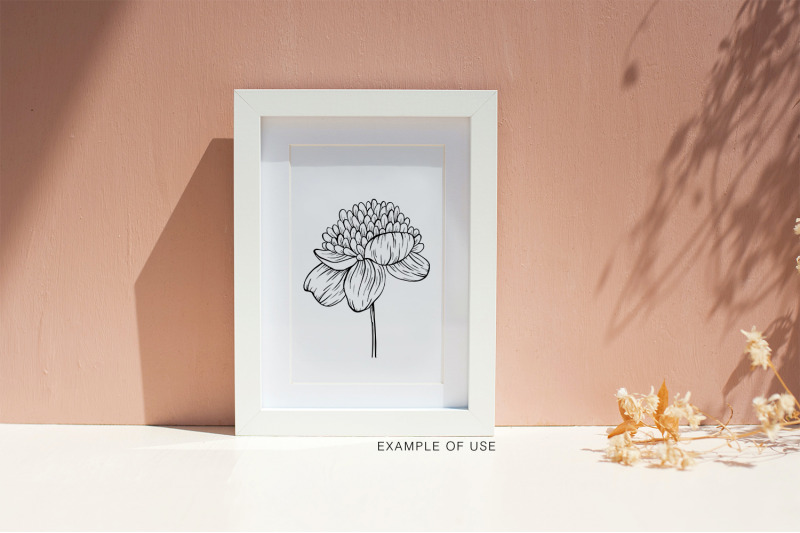 hand-drawn-peony-flowers-illustrations