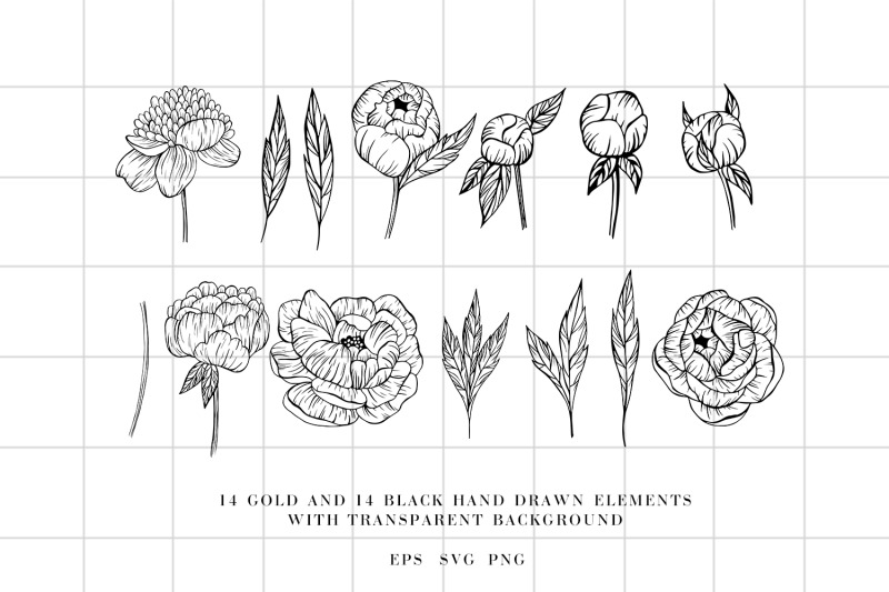 hand-drawn-peony-flowers-illustrations