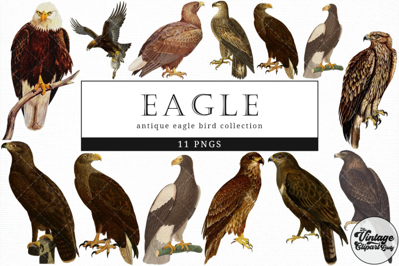 eagle-vintage-animal-illustration-clip-art-clipart-fussy-cut