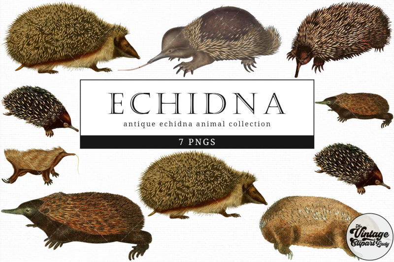 echidna-vintage-animal-illustration-clip-art-clipart-fussy-cut