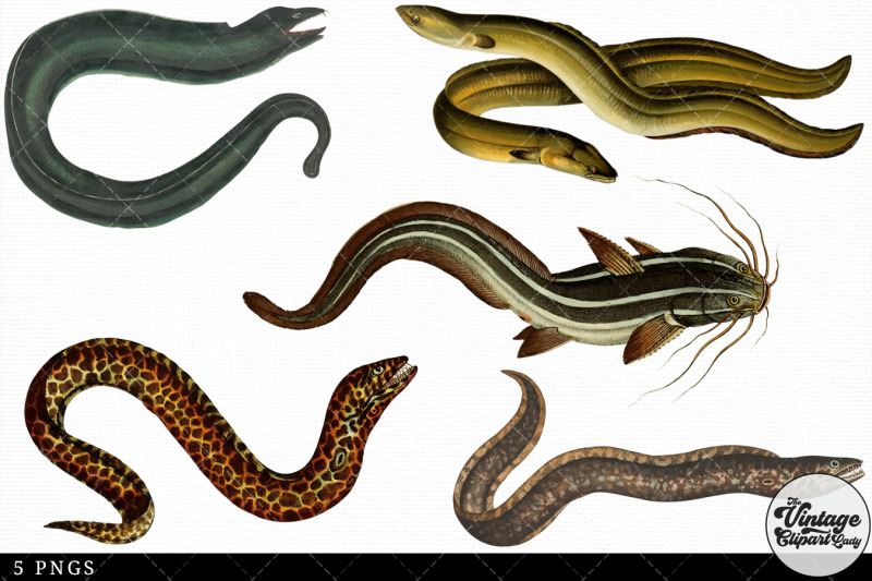 eel-vintage-animal-illustration-clip-art-clipart-fussy-cut