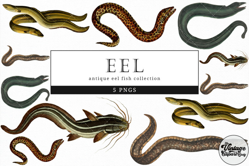 eel-vintage-animal-illustration-clip-art-clipart-fussy-cut