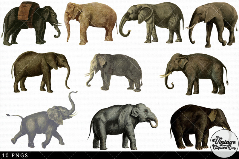 elephant-vintage-animal-illustration-clip-art-clipart-fussy-cut