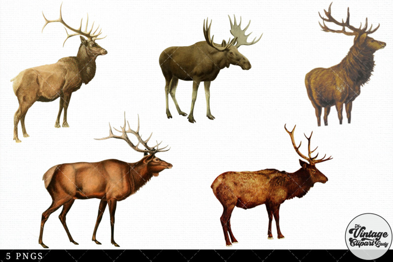 elk-vintage-animal-illustration-clip-art-clipart-fussy-cut