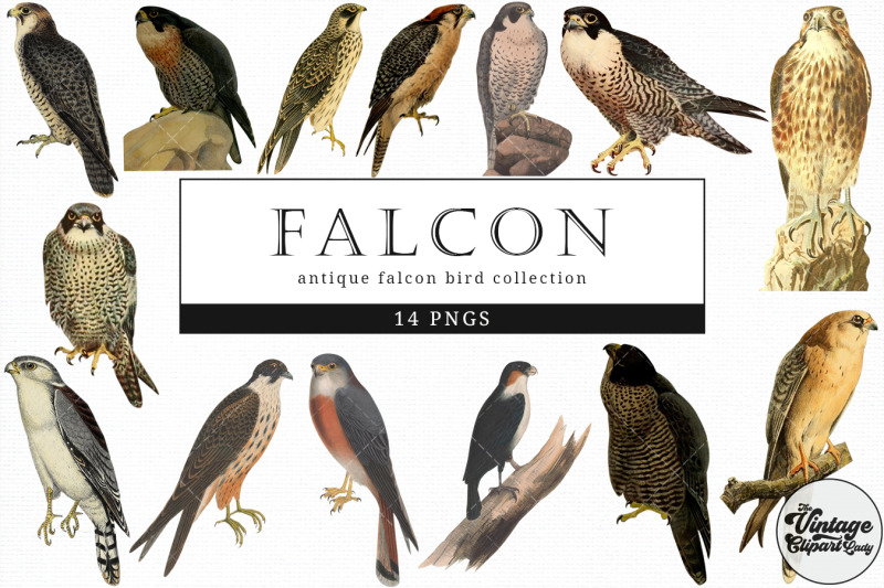 falcon-vintage-animal-illustration-clip-art-clipart-fussy-cut