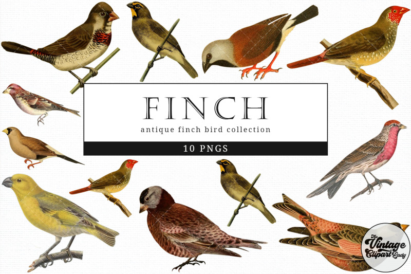 finch-vintage-animal-illustration-clip-art-clipart-fussy-cut