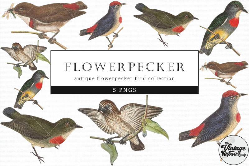 flowerpecker-vintage-animal-illustration-clip-art-clipart-fussy-cut