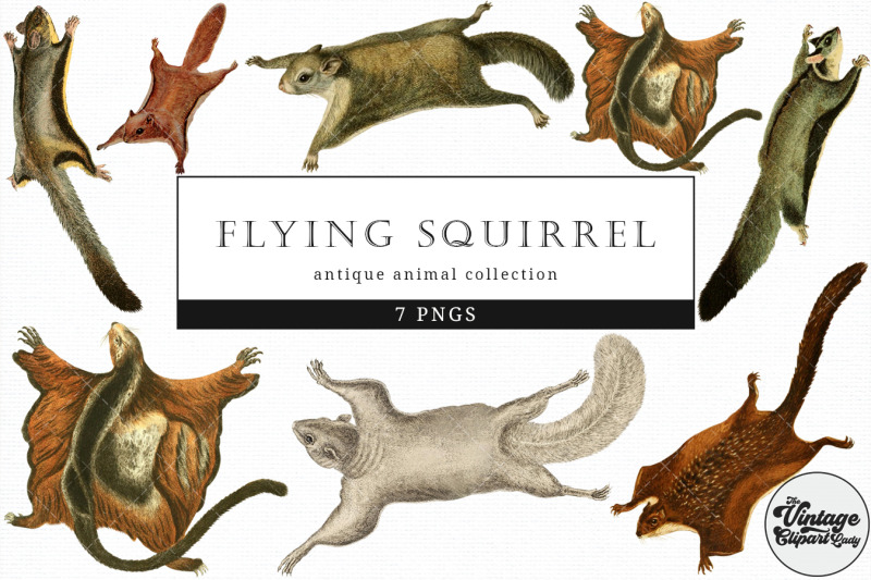 flying-squirrel-vintage-animal-illustration-clip-art-clipart