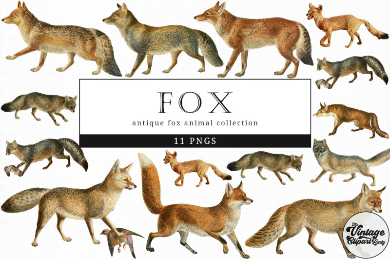 fox-vintage-animal-illustration-clip-art-clipart-fussy-cut