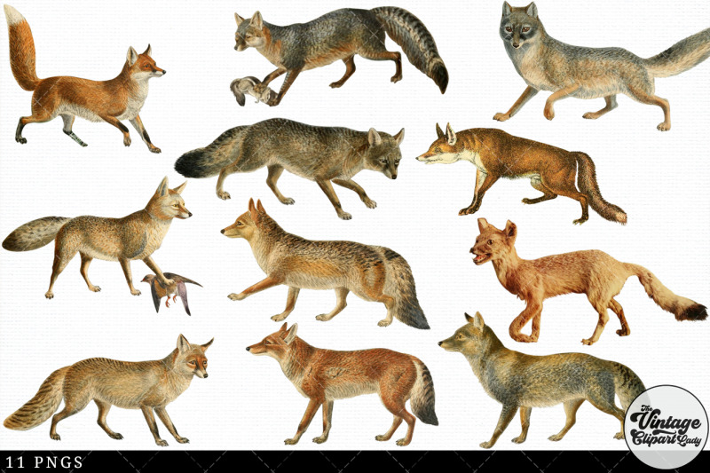 fox-vintage-animal-illustration-clip-art-clipart-fussy-cut