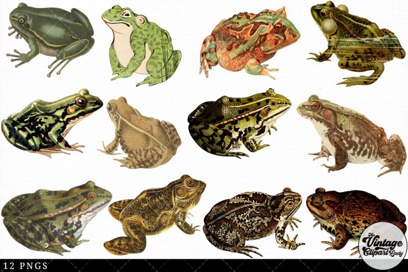 frog-vintage-animal-illustration-clip-art-clipart-fussy-cut