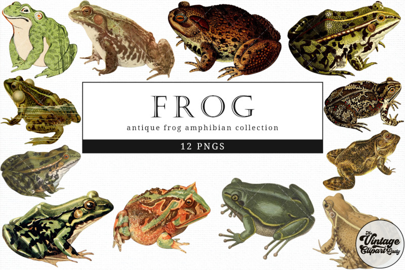frog-vintage-animal-illustration-clip-art-clipart-fussy-cut