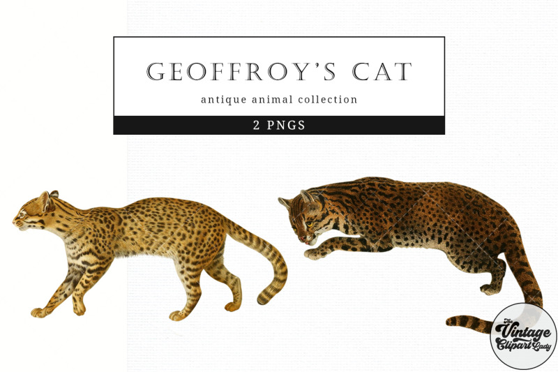 geoffroys-cat-vintage-animal-illustration-clip-art-clipart