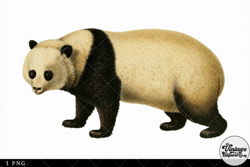 giant-panda-vintage-animal-illustration-clip-art-clipart