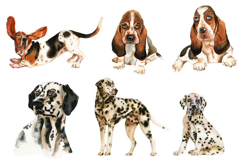 watercolor-dog-sublimation-basset-hound-dalmatian