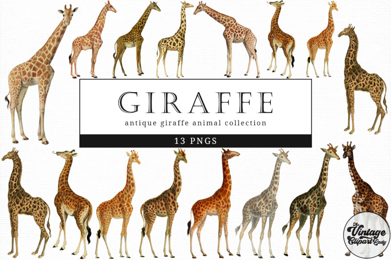 giraffe-vintage-animal-illustration-clip-art-clipart-fussy-cut