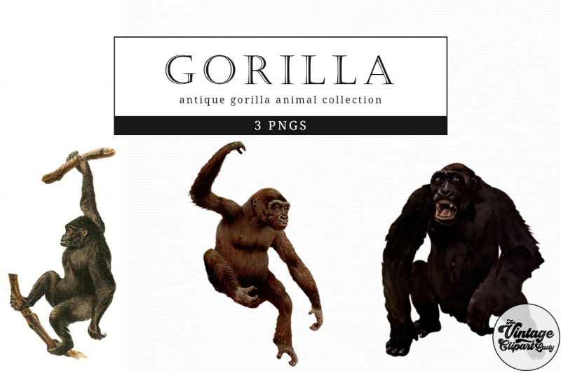 gorilla-vintage-animal-illustration-clip-art-clipart-fussy-cut