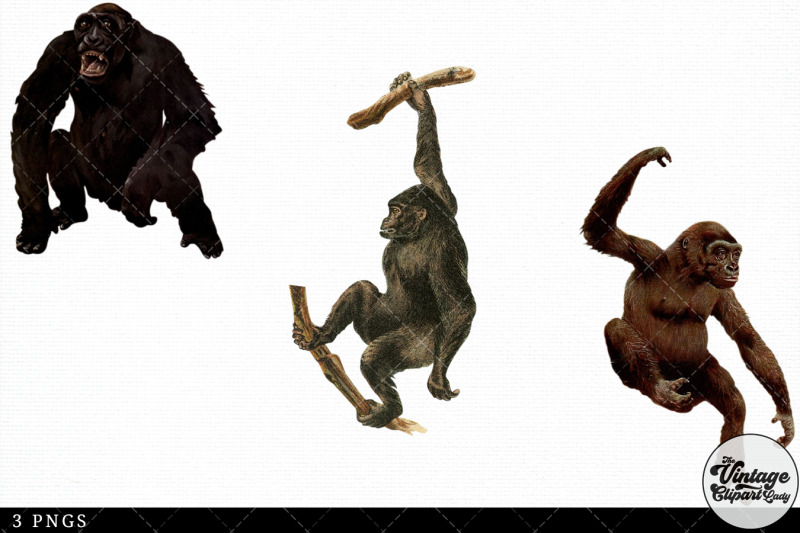 gorilla-vintage-animal-illustration-clip-art-clipart-fussy-cut