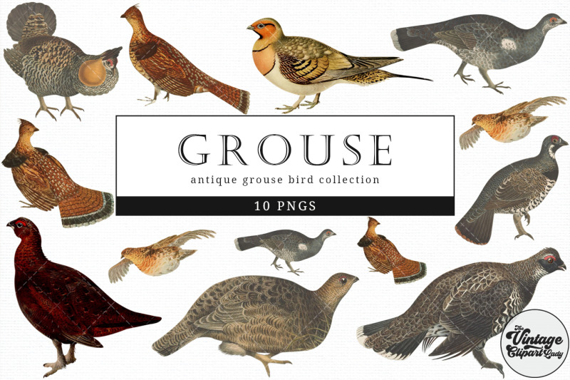 grouse-vintage-animal-illustration-clip-art-clipart-fussy-cut