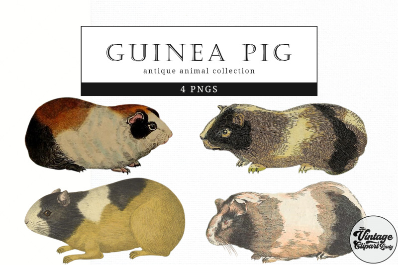 guinea-pig-vintage-animal-illustration-clip-art-clipart-fussy-cut