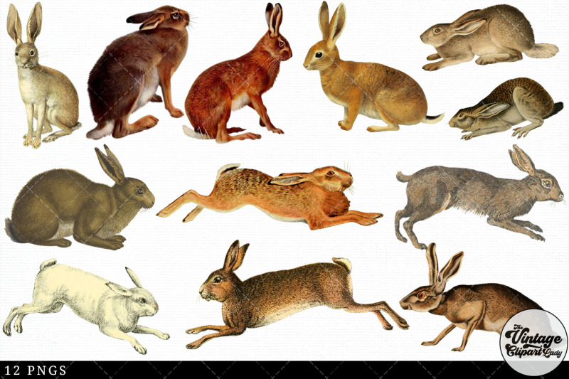 hare-vintage-animal-illustration-clip-art-clipart-fussy-cut