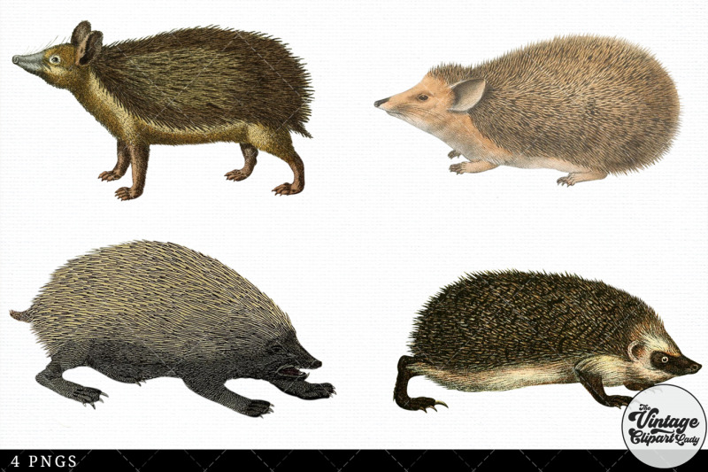 hedgehog-vintage-animal-illustration-clip-art-clipart-fussy-cut