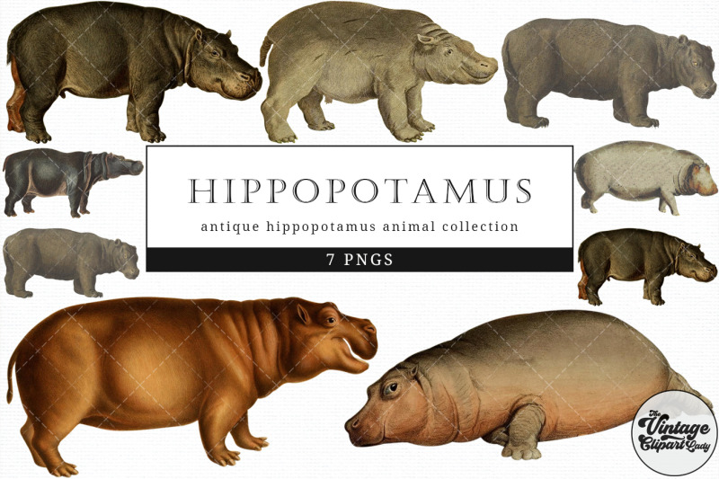 hippopotamus-vintage-animal-illustration-clip-art-clipart