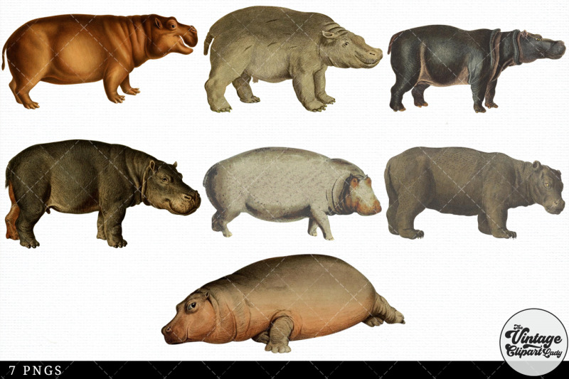 hippopotamus-vintage-animal-illustration-clip-art-clipart
