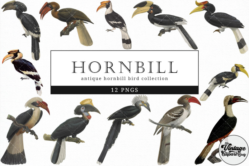 hornbill-vintage-animal-illustration-clip-art-clipart-fussy-cut