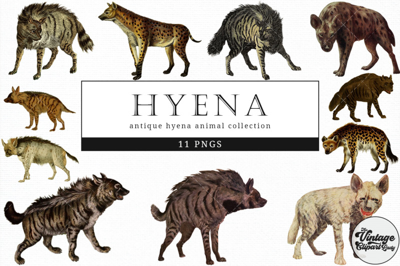 hyena-vintage-animal-illustration-clip-art-clipart-fussy-cut