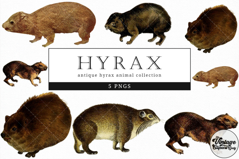 hyrax-vintage-animal-illustration-clip-art-clipart-fussy-cut