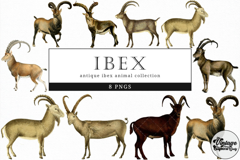 ibex-vintage-animal-illustration-clip-art-clipart-fussy-cut