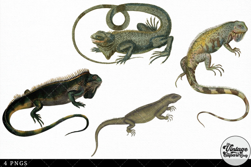 iguana-vintage-animal-illustration-clip-art-clipart-fussy-cut