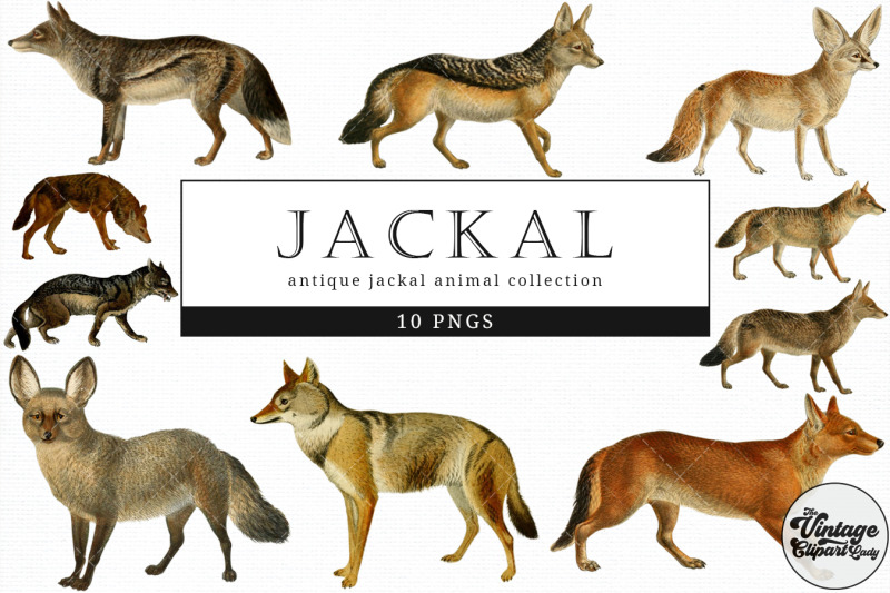 jackal-vintage-animal-illustration-clip-art-clipart-fussy-cut