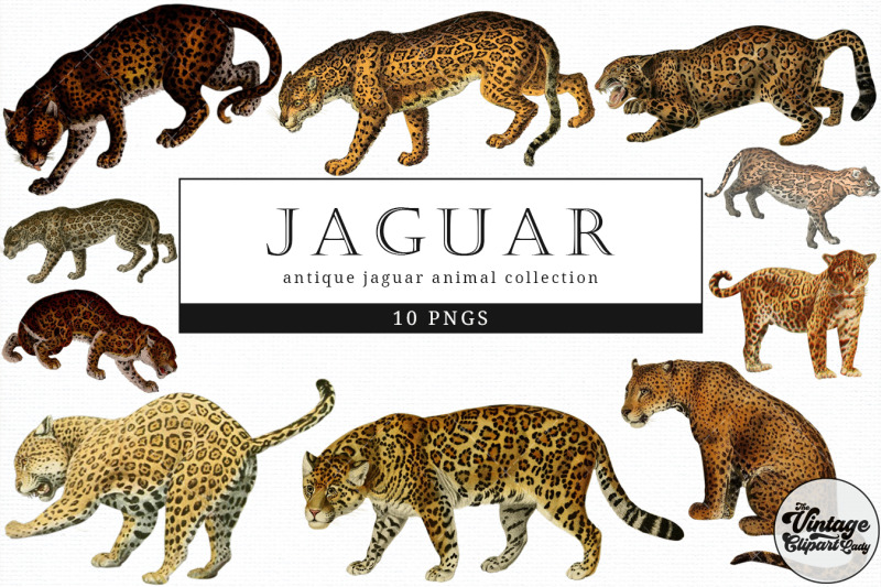 jaguar-vintage-animal-illustration-clip-art-clipart-fussy-cut