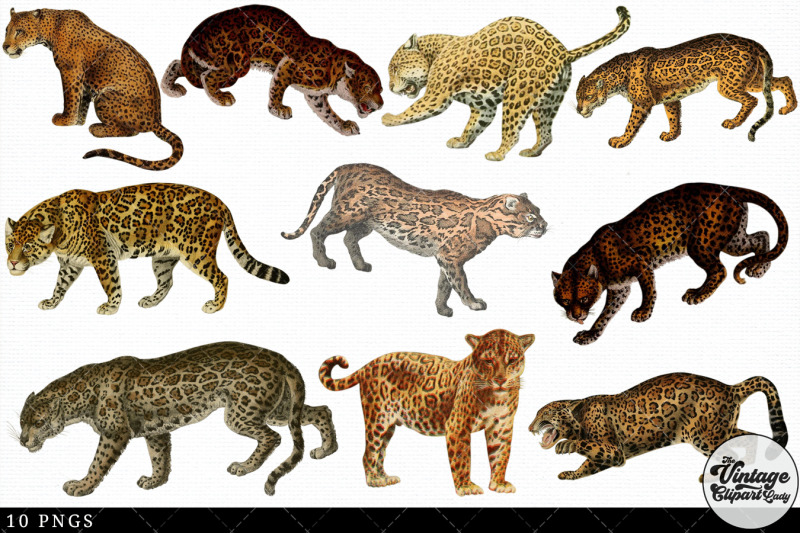 jaguar-vintage-animal-illustration-clip-art-clipart-fussy-cut