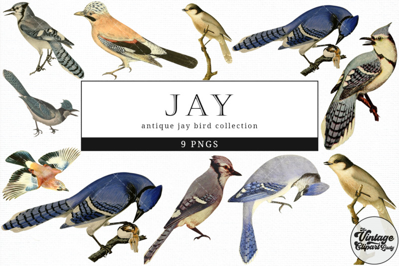 jay-vintage-animal-illustration-clip-art-clipart-fussy-cut