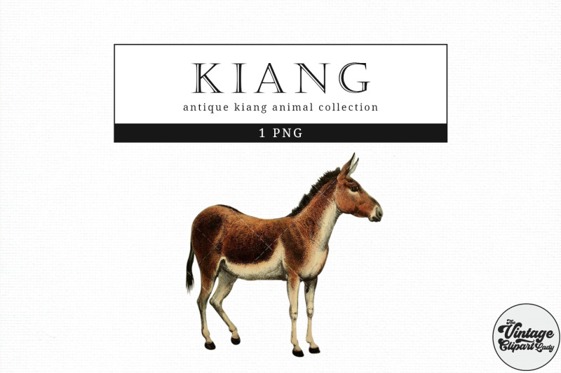 kiang-vintage-animal-illustration-clip-art-clipart-fussy-cut