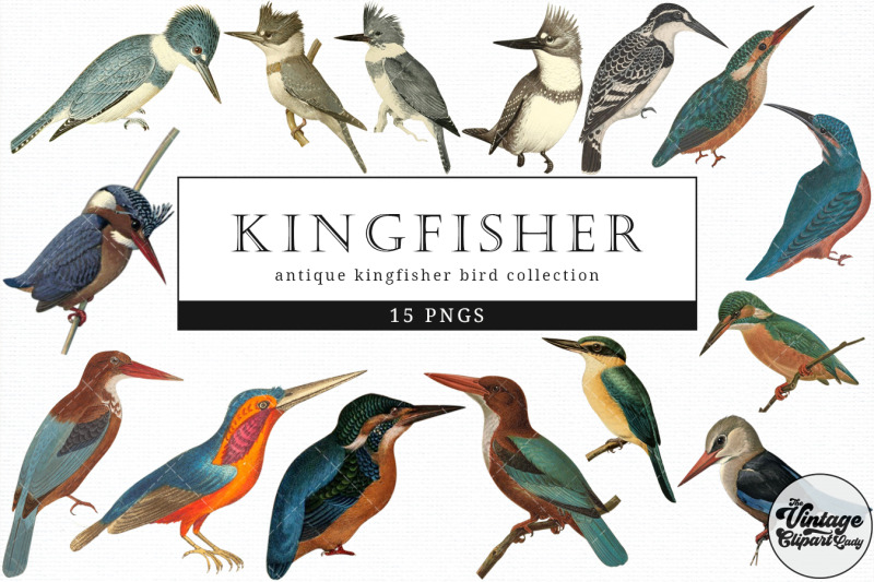 kingfisher-vintage-animal-illustration-clip-art-clipart-fussy-cut