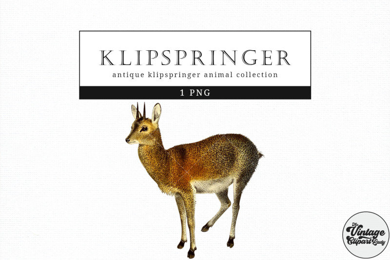 klipspringer-vintage-animal-illustration-clip-art-clipart