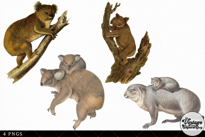koala-vintage-animal-illustration-clip-art-clipart-fussy-cut