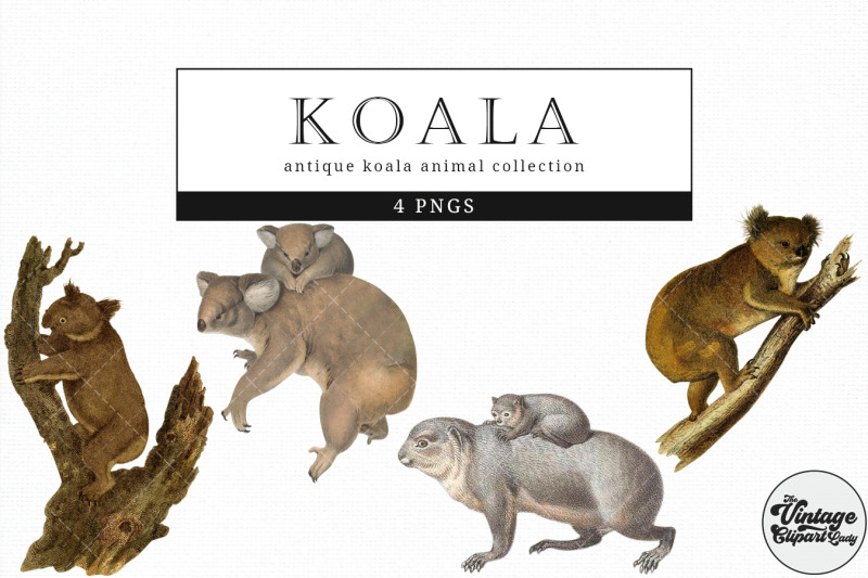koala-vintage-animal-illustration-clip-art-clipart-fussy-cut
