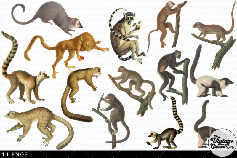 lemur-vintage-animal-illustration-clip-art-clipart-fussy-cut