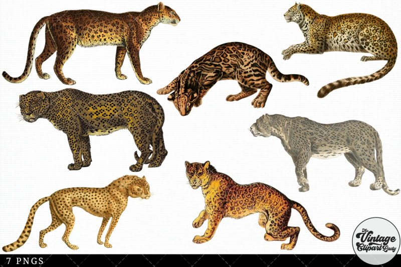 leopard-vintage-animal-illustration-clip-art-clipart-fussy-cut