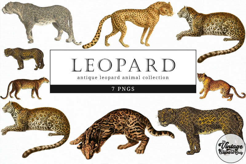 leopard-vintage-animal-illustration-clip-art-clipart-fussy-cut