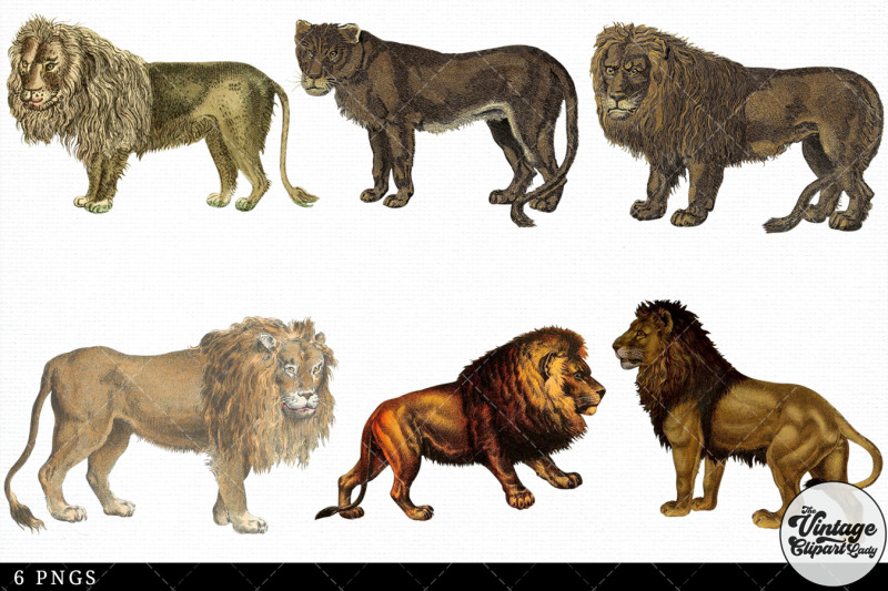 lion-vintage-animal-illustration-clip-art-clipart-fussy-cut