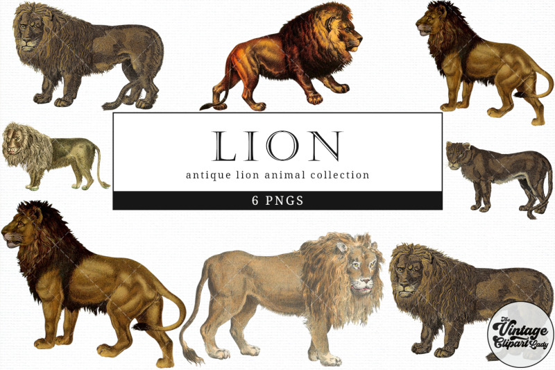 lion-vintage-animal-illustration-clip-art-clipart-fussy-cut