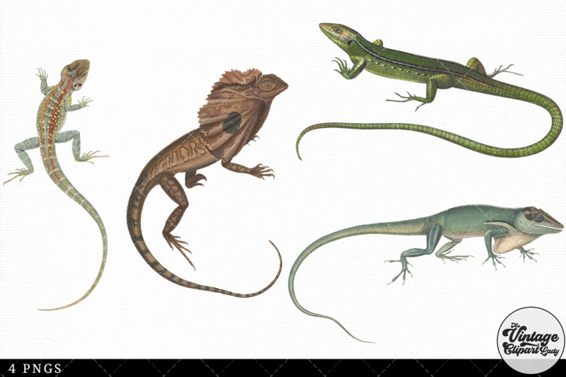 lizard-vintage-animal-illustration-clip-art-clipart-fussy-cut